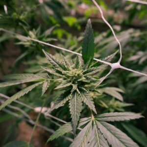 Cannabis